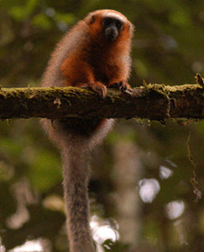 Imagen de Callicebus discolor