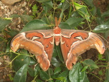 Imagen de Attacus atlas