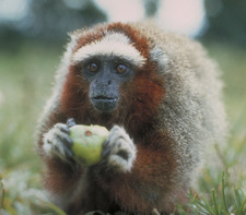 Imagen de Callicebus ornatus