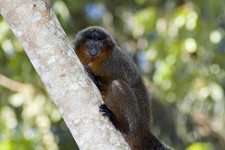 Imagen de Callicebus torquatus