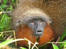 Imagen de Callicebus caquetensis