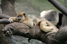 Imagen de Alouatta caraya