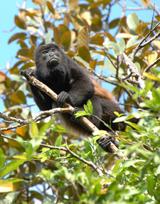 Imagen de Alouatta palliata