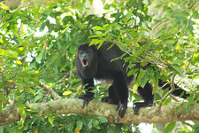 Imagen de Alouatta pigra