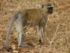Imagen de Chlorocebus cynosuros