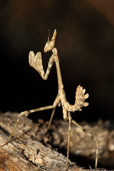 Imagen de Empusa pennata