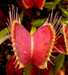 Imagen de Dionaea muscipula