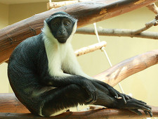 Imagen de Cercopithecus roloway