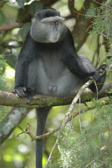 Imagen de Cercopithecus mitis