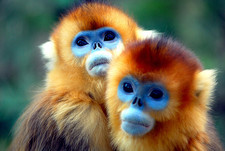 Imagen de Cercopithecus kandti