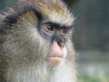 Imagen de Cercopithecus campbelli