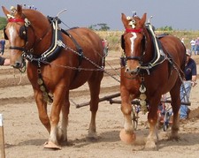 Imagen de Suffolk Punch