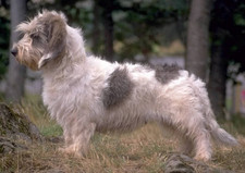 Imagen de Pequeo Basset Grifn vendeano