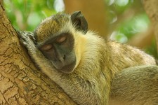 Imagen de Chlorocebus aethiops