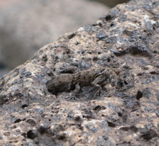 Imagen de Tarentola delalandii