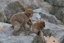 Imagen de Macaca sylvanus