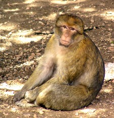 Imagen de Macaca sylvanus