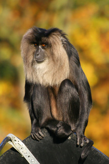 Imagen de Macaca silenus