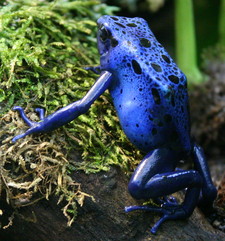 Imagen de Dendrobates azureus