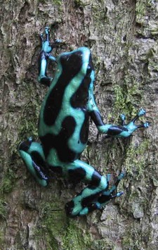 Imagen de Dendrobates auratus