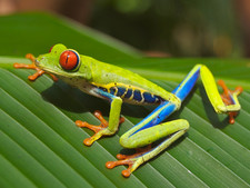 Imagen de Agalychnis callidryas