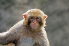 Imagen de Macaca mulatta