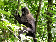 Imagen de Lophocebus albigena
