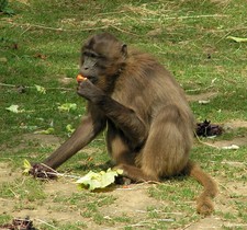 Imagen de Theropithecus gelada