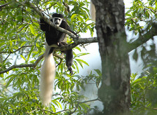 Imagen de Colobus guereza