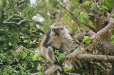 Imagen de Piliocolobus kirkii