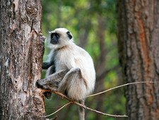 Imagen de Semnopithecus entellus