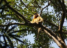 Imagen de Trachypithecus pileatus