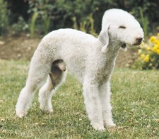 Imagen de Bedlington Terrier