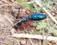 Imagen de Diamma bicolor