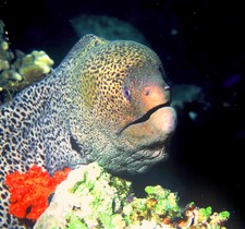 Imagen de Muraenidae