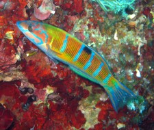 Imagen de Thalassoma pavo