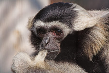 Imagen de Hylobates pileatus