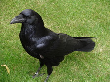 Imagen de Corvus corax