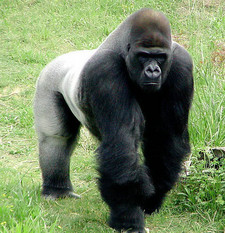 Imagen de Gorilla beringei