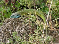 Imagen de Lacerta viridis