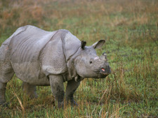 Imagen de Rhinoceros unicornis
