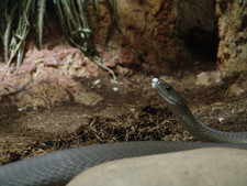 Imagen de Dendroaspis polylepis