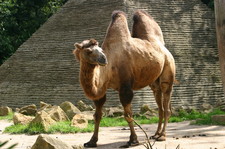 Imagen de Camelus bactrianus