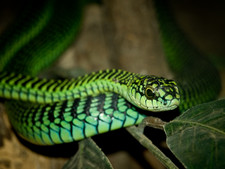Imagen de Dispholidus typus