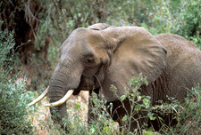 Imagen de Loxodonta africana