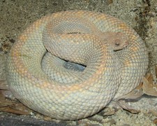 Imagen de Crotalus durissus unicolor