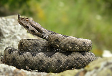 Imagen de Vipera ammodytes