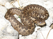 Imagen de Vipera ursinii