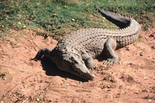 Imagen de Crocodylus acutus