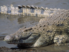Imagen de Crocodylus niloticus